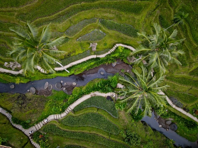 Tegallalang Rice Terrace